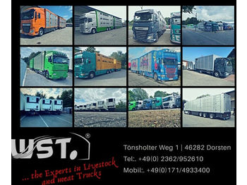 Камион за добиток MAN TGX 26.480 XL Menke   3 Stock Vollalu Hubdach: слика 1