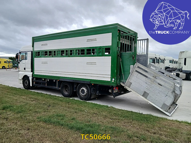 MAN TGX 460 - Камион за добиток: слика 3 MAN TGX 460 - Камион за добиток: слика 3