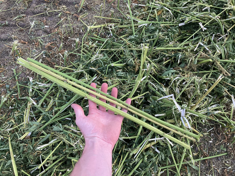 New Holland FR9060 for hemp harvest hemp harvester - Комбајн за сточна храна: слика 5 New Holland FR9060 for hemp harvest hemp harvester - Комбајн за сточна храна: слика 5