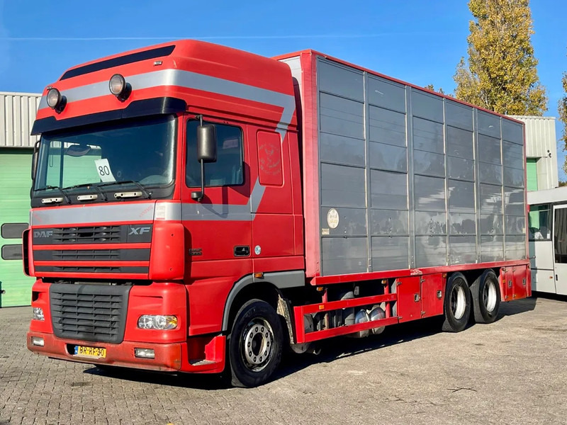 DAF XF 95.430 BERDEX 3 decks. Water, fans, Scales! Excellent condition. - Камион за добиток: слика 1 DAF XF 95.430 BERDEX 3 decks. Water, fans, Scales! Excellent condition. - Камион за добиток: слика 1