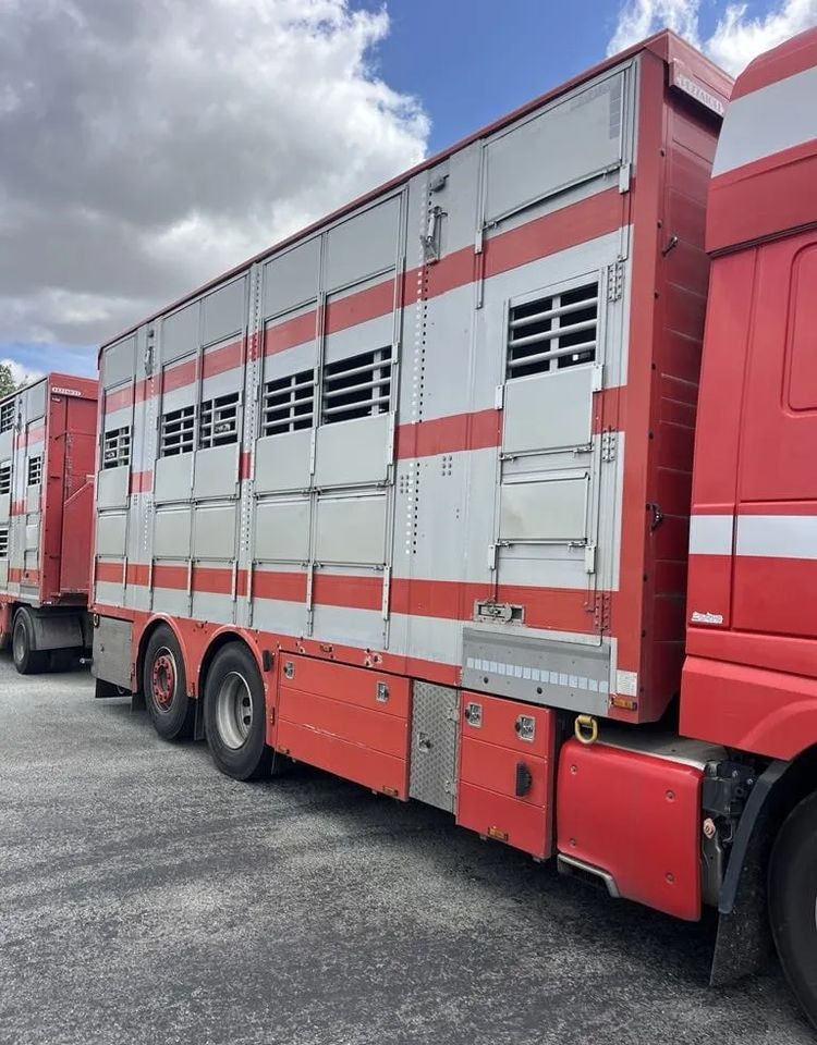 DAF XF 460 + Przyczepa Pezzaoli - 3X Trzoda, 2 X Bydło I 3 poziomy I Podnoszony dach I Hydroburta I Osie Skrętne I Poidła I Wentylatory I Pilot Manualny | Euro5 - Камион за добиток: слика 5 DAF XF 460 + Przyczepa Pezzaoli - 3X Trzoda, 2 X Bydło I 3 poziomy I Podnoszony dach I Hydroburta I Osie Skrętne I Poidła I Wentylatory I Pilot Manualny | Euro5 - Камион за добиток: слика 5