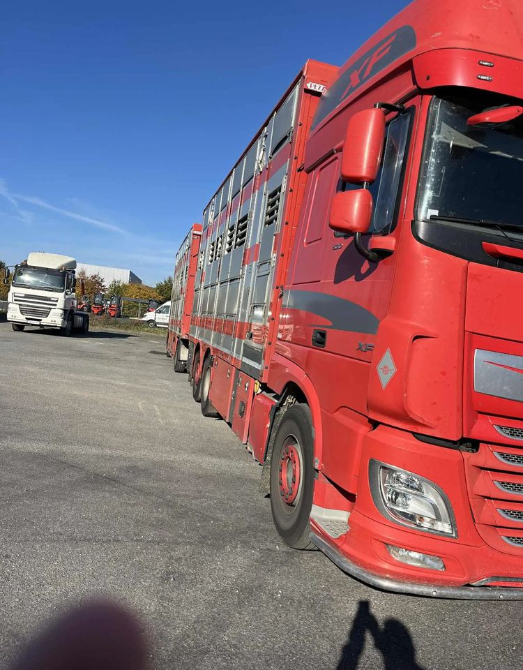 DAF XF 530 + Przyczepa Pezzaoli - 3X Trzoda, 2 X Bydło I 3 poziomy I Podnoszony dach I Hydroburta I Osie Skrętne I Poidła I Wentylatory I Pilot Manualny | - Камион за добиток: слика 4 DAF XF 530 + Przyczepa Pezzaoli - 3X Trzoda, 2 X Bydło I 3 poziomy I Podnoszony dach I Hydroburta I Osie Skrętne I Poidła I Wentylatory I Pilot Manualny | - Камион за добиток: слика 4