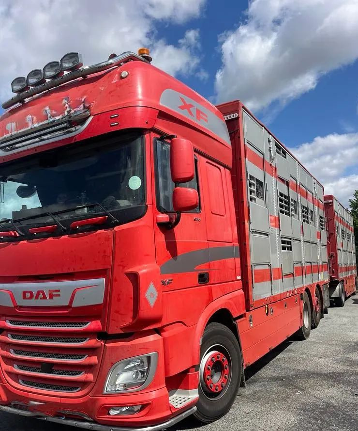 DAF XF 530 + Przyczepa Pezzaoli - 3X Trzoda, 2 X Bydło I 3 poziomy I Podnoszony dach I Hydroburta I Osie Skrętne I Poidła I Wentylatory I Pilot Manualny | - Камион за добиток: слика 1 DAF XF 530 + Przyczepa Pezzaoli - 3X Trzoda, 2 X Bydło I 3 poziomy I Podnoszony dach I Hydroburta I Osie Skrętne I Poidła I Wentylatory I Pilot Manualny | - Камион за добиток: слика 1