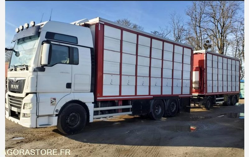 Camion Remorque MAN TGX 500 Bétaillère Guitton 3 étages - Камион: слика 2 Camion Remorque MAN TGX 500 Bétaillère Guitton 3 étages - Камион: слика 2